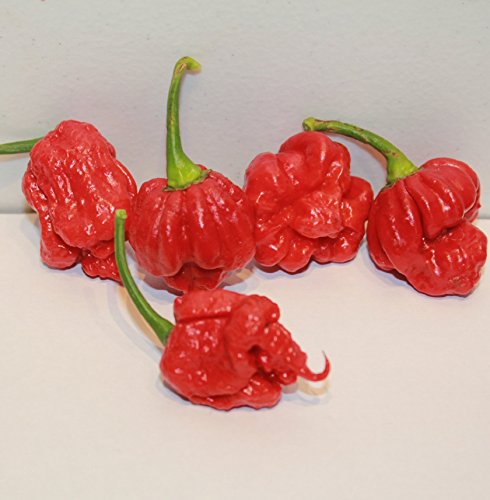 Scorpion Chili Peppers 10 Dried Trinidad Seed Pods Plus 2 Free (12 Count (Pack of 1))