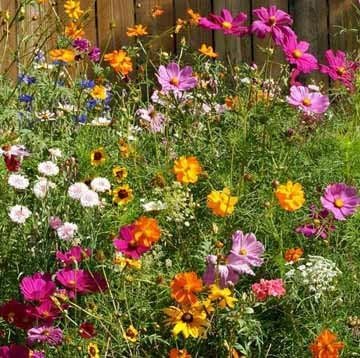 Cut Flower Mix Seed