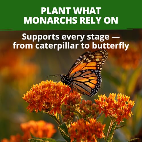 Milkweed Butterfly Seeds