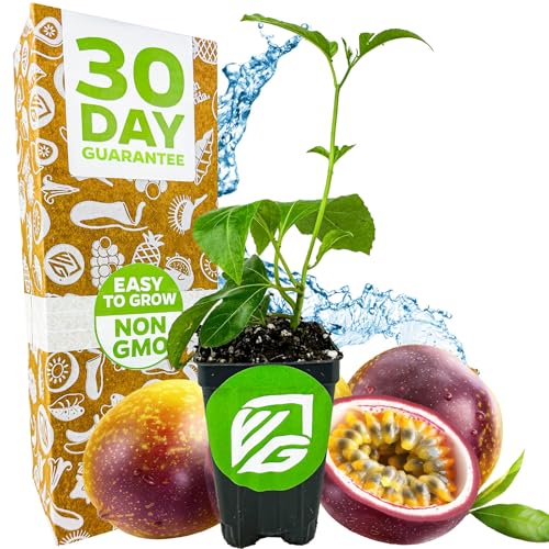 Bounty Passion Fruit Vine (Bounty Passion Fruit)