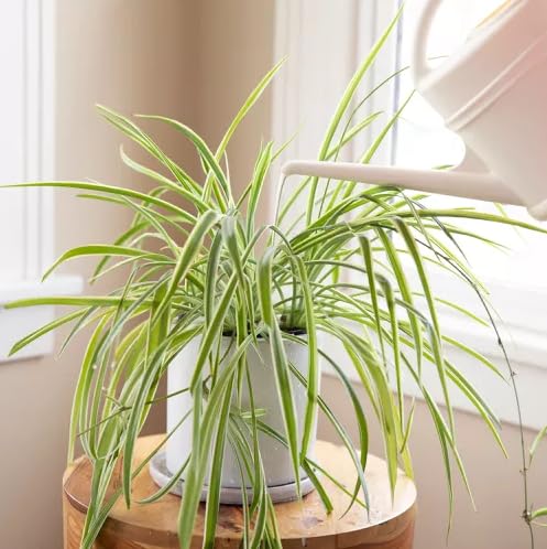 Spider Plant Air Purifier (1 Cup (4in) / spider)