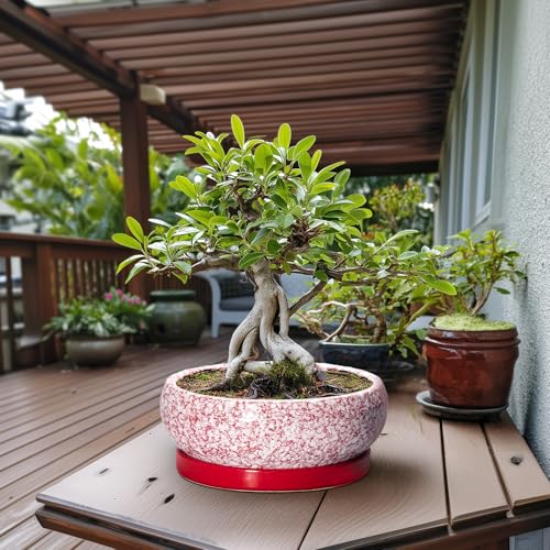 Bonsai Tree Pots 13 Inch (13 Inch / Red-white)