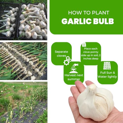 1 LB Top Size Hardneck Softneck Garlic Bulbs for Planting in Fall (Random Mix)