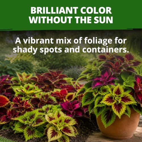 Rainbow Mix Coleus Seeds