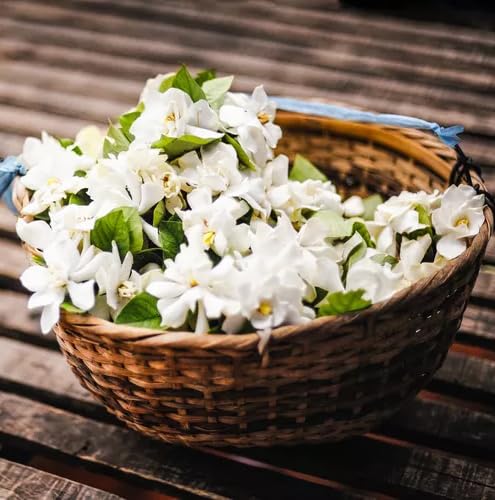 Night Jasmine Fragrant Flowering (4 Count)