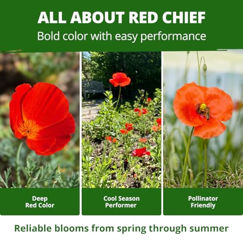 Red Chief California Poppy Seeds