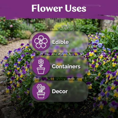 2 500 Johnny Jump Heirloom Flower Seeds for Planting