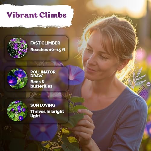 150 Grandpa OTT Morning Glory Heirloom Flower Seeds