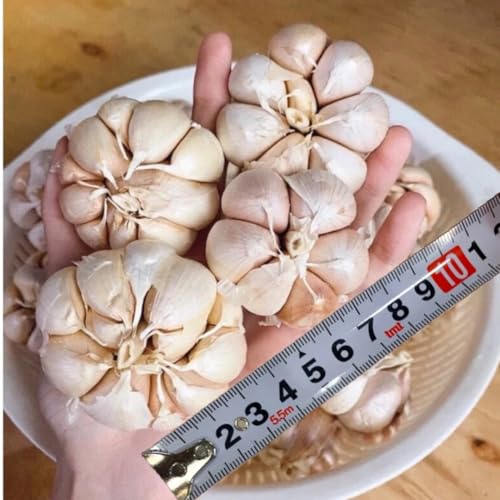 1 LB Top Size Hardneck Softneck Garlic Bulbs for Planting in Fall (Random Mix)