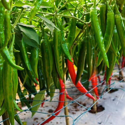 Red Pepper Live Plant (Long Thin Red Pepper)