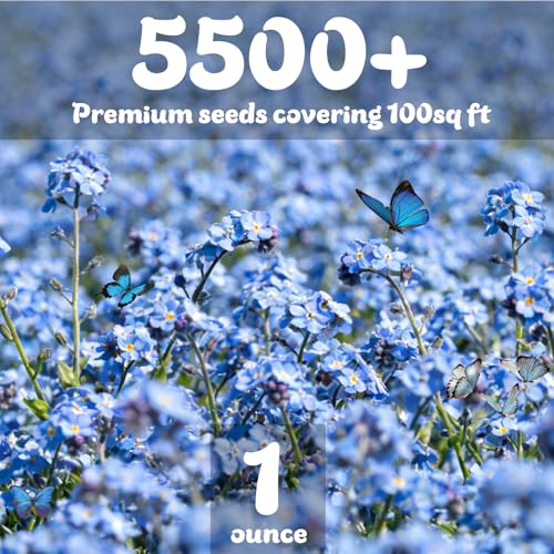 Forget Me Not Seeds 5500 Flower Seeds Forget