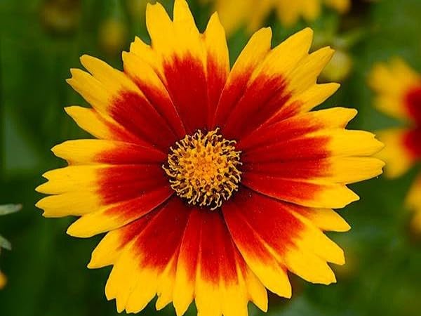 Live Perennial Plants (3 Pots)