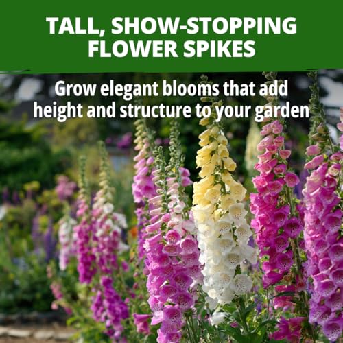 Excelsior Mix Foxglove Seeds