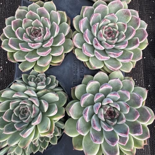 Echeveria Zixia Fairy (Echeveria Zixia Fairy)