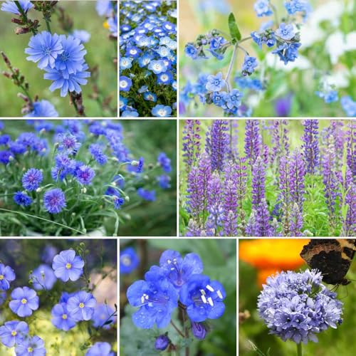 Singin the Blues Wildflower Mixed Seeds for Planting