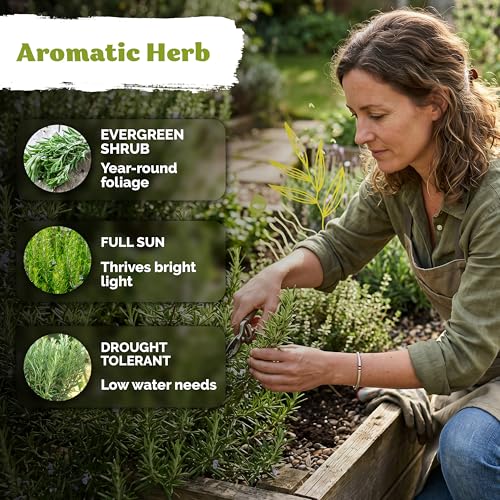 200 Rosemary Heirloom Herb Seeds for Planting