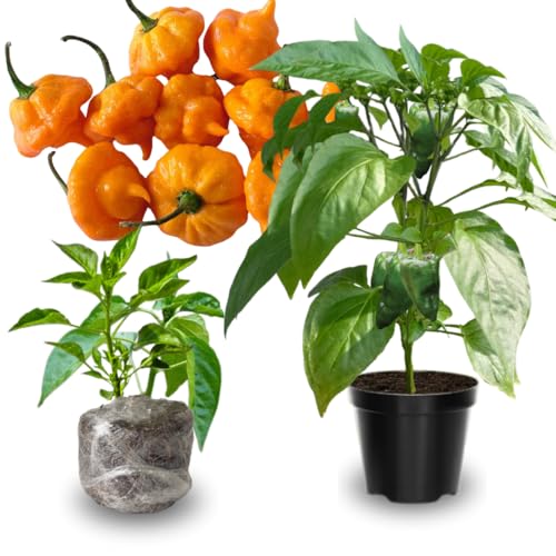 2 Yellow Jamaican Scoth Pepper Plants Live (Yellow Jamaican Scoth Bonnet Pepper)