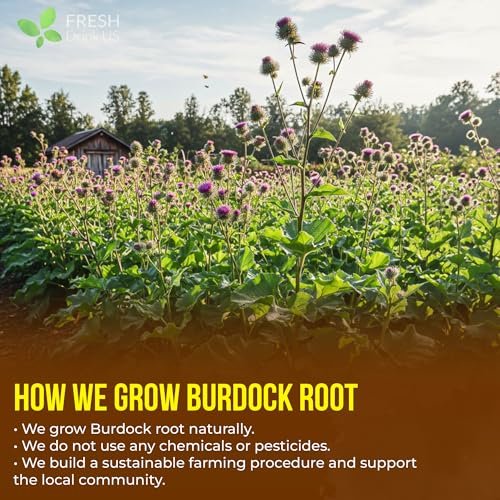 Premium 135 Bags Burdock Root Tea (135 Tea Bags)