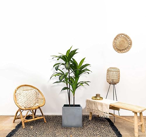 4ft Artificial Dracaena Tree for Home Decor (Dracaena Tree (4ft) / 4ft)