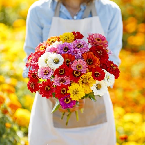 California Giant Zinnia Seeds for 2026 (1/4 Pound / California Giants Zinnia Mix)