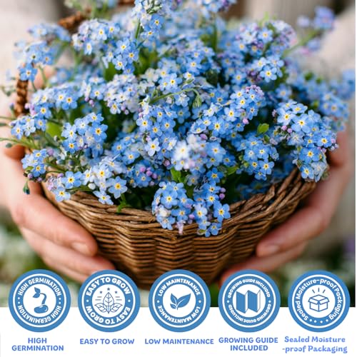 Forget Me Not Seeds 5500 Flower Seeds Forget