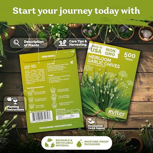 500 Garlic Chives Heirloom Herb Seeds for Planting