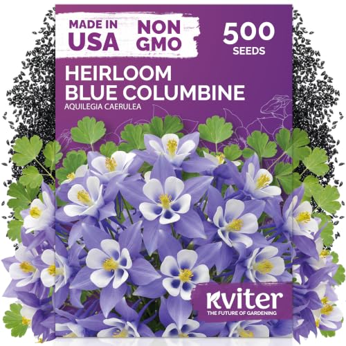 500 Blue Columbine Heirloom Flower Seeds for Planting