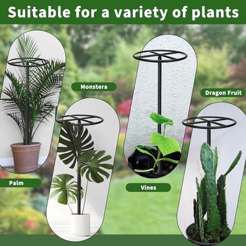 2 Pcs Heavy Duty Dragon Fruit Trellis (2 Pcs Round)