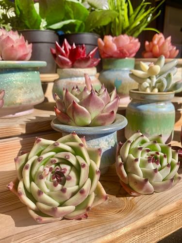 Echeveria Agavoides Blue Dragon Rare Live Succulent Plants (Echeveria Blue Dragon)