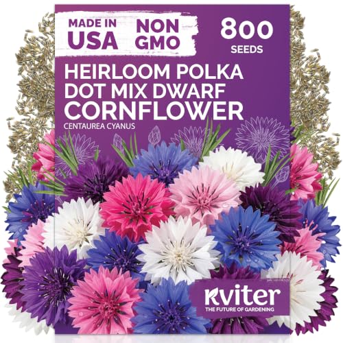 800 Polka Dot Mix Dwarf Cornflower Heirloom Flower Seeds