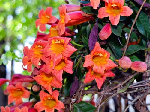 Live Perennial Plants (2 Pots)