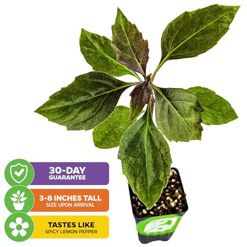 Okinawa Spinach (Okinawa)