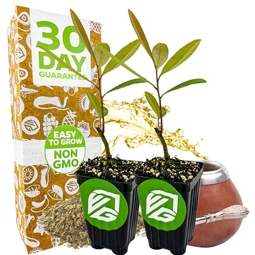 Yerba Mate (2-Pack) Live Plant by Wellspring Gardens (Yerba Mate Tea)
