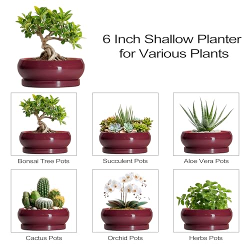 Bonsai Pots Small (6 Inch / Wine Red)