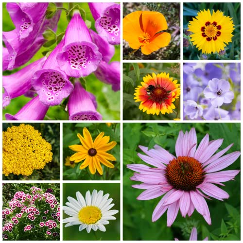 Mountain Valley Seed Co Wildflower Seeds Bulk (3200000 Count)