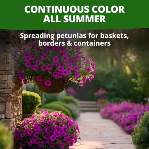 Wild Petunia 3000 Flower Seeds Petunia violacea