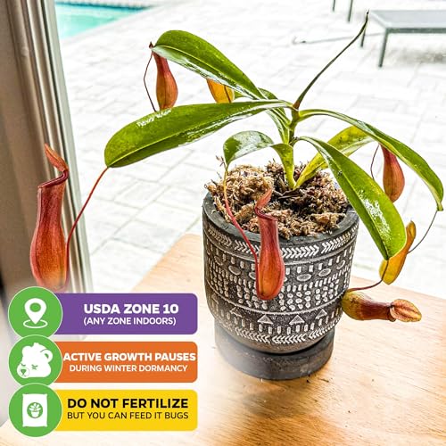 Alata Pitcher Plant (Alata)