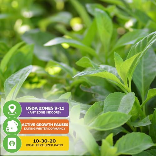 Longevity Spinach (Longevity)