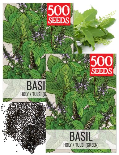 Holy Basil Seeds to Plant Heirloom Non (2 Packs)