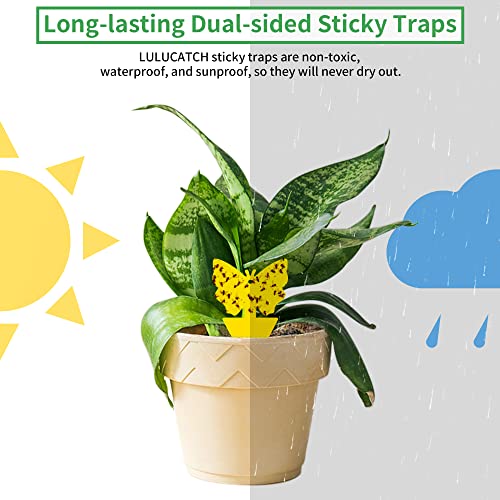 Fruit Fly Sticky Trap 24 Pack (24 Pack)