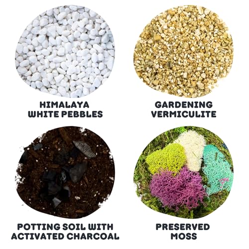 Terrarium Starter Kit (Large Kit + Crystals)