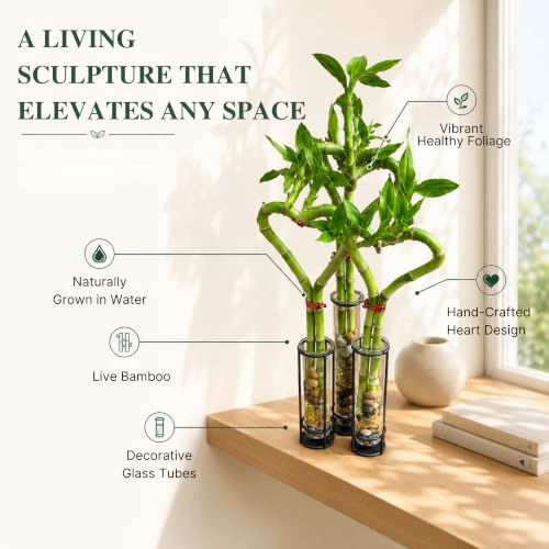 Lucky Bamboo Live Plant
