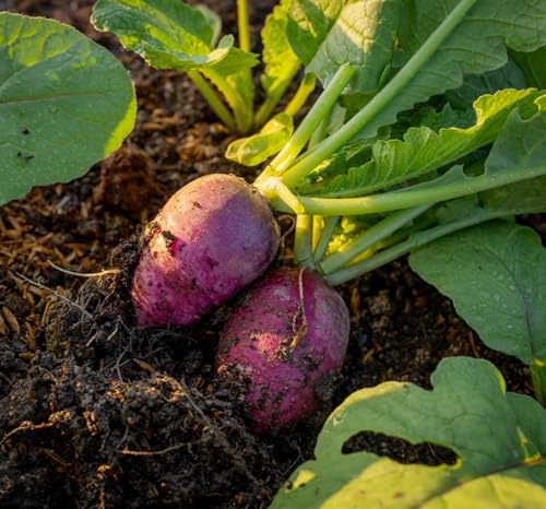 625+ Purple Plum Radish Seeds for Planting