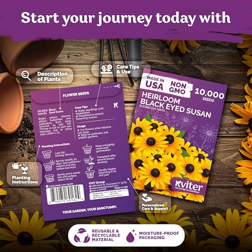 10 000 Black Eyed Susan Heirloom Flower Seeds for Planting