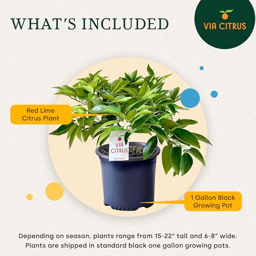 Red Lime Tree Live Plant 13 (Red Lime Tree)