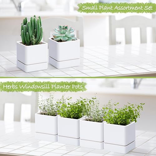 4 Pack Plastic Herb Planter Pots (4 Count)