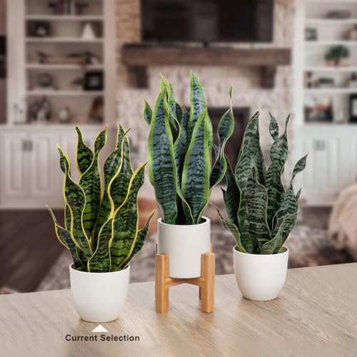 Artificial Snake Plant Potted Faux Sansevieria Trifasciata Plants