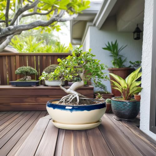 Bonsai Tree Pots (12 Inch / Blue-beige)