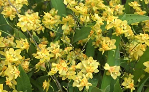 Onc. Twinkle 'Yellow Bird' (SD1)