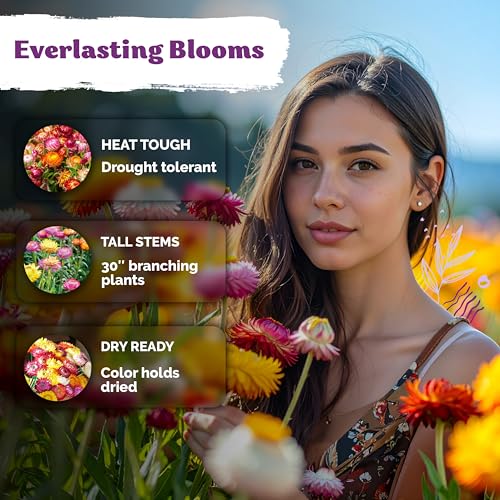 1 500 Tall Mix Strawflower Flower Seeds
